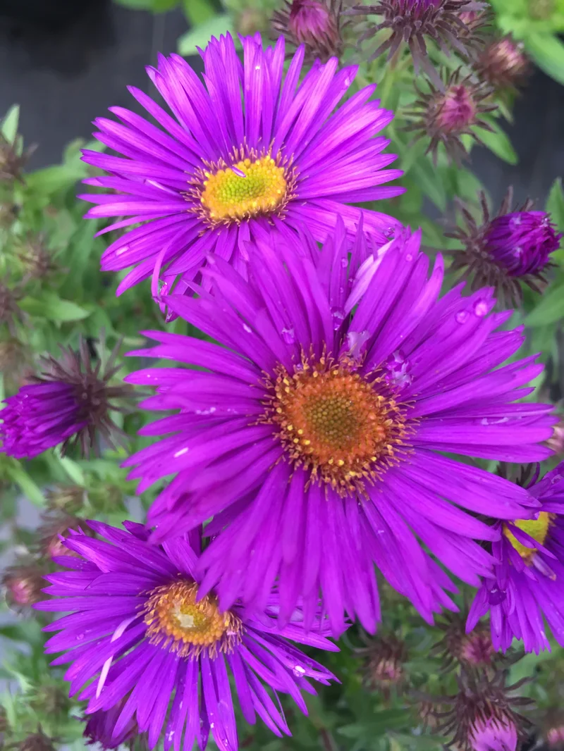 The 'Aster' Anomaly: A Data-Driven Look at the Crypto Price vs. the Flower