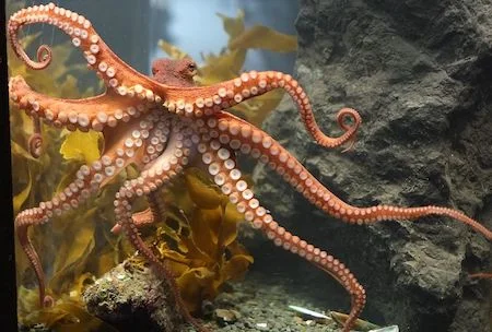 Octopus Energy: What It Is, How Kraken Works, and Real Customer Reviews